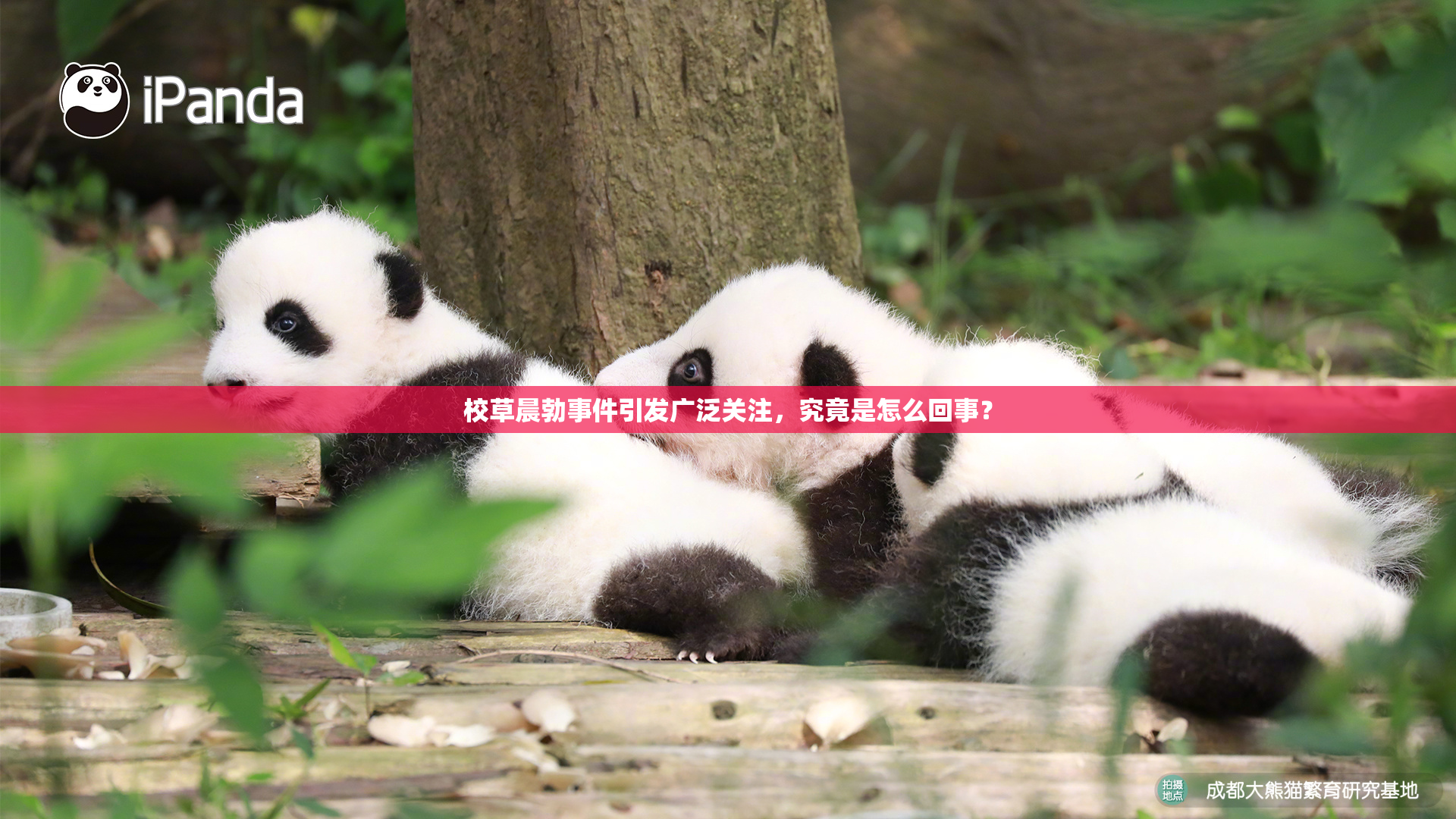 校草晨勃事件引发广泛关注，究竟是怎么回事？