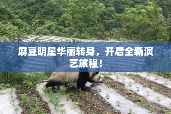 麻豆明星华丽转身，开启全新演艺旅程！