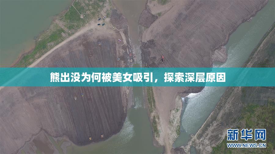 熊出没为何被美女吸引，探索深层原因