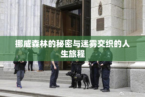 挪威森林的秘密与迷雾交织的人生旅程