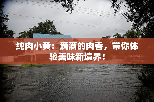 纯肉小黄：满满的肉香，带你体验美味新境界！