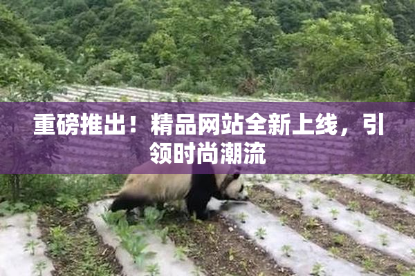 重磅推出！精品网站全新上线，引领时尚潮流