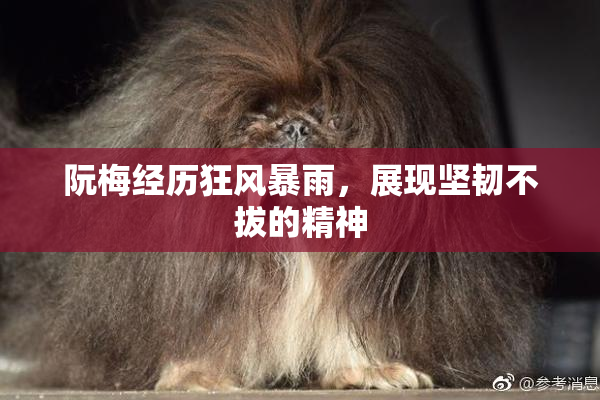 阮梅经历狂风暴雨，展现坚韧不拔的精神