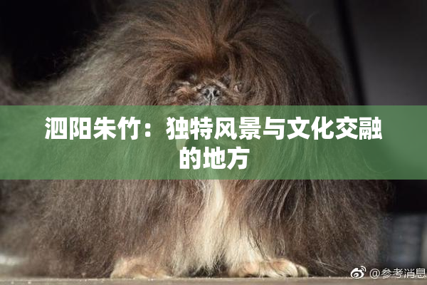 泗阳朱竹：独特风景与文化交融的地方