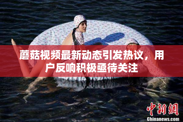 蘑菇视频最新动态引发热议，用户反响积极亟待关注