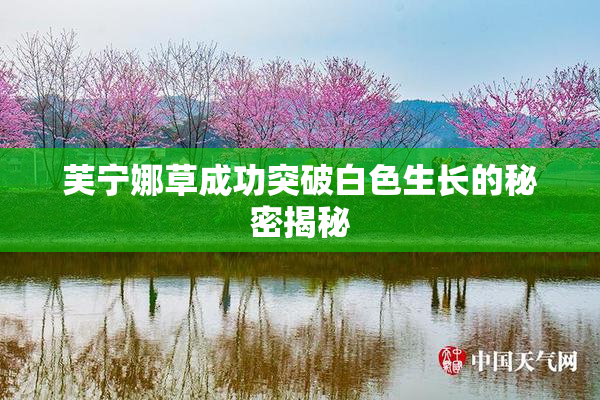 芙宁娜草成功突破白色生长的秘密揭秘