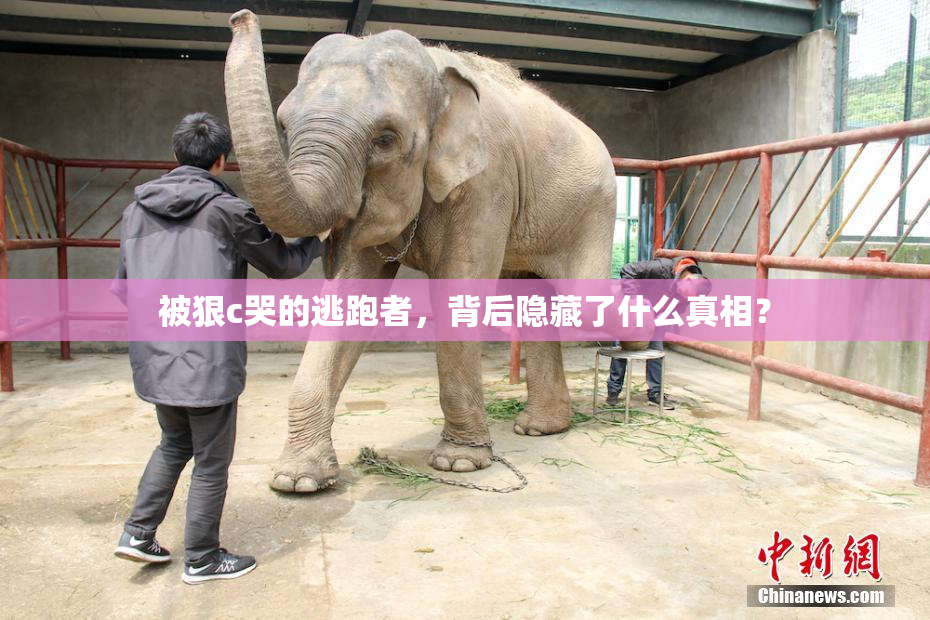 被狠c哭的逃跑者，背后隐藏了什么真相？