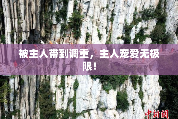 被主人带到调重，主人宠爱无极限！