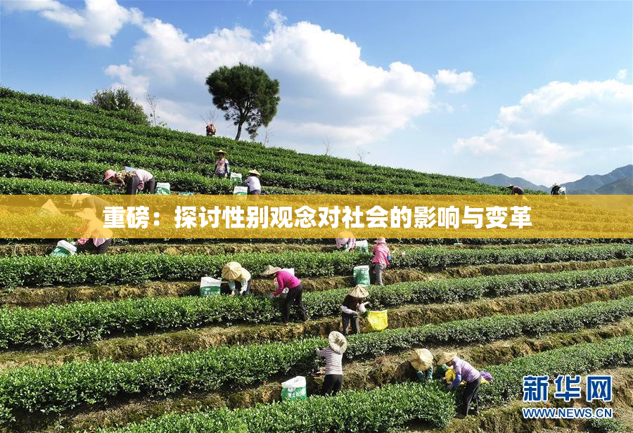 重磅：探讨性别观念对社会的影响与变革
