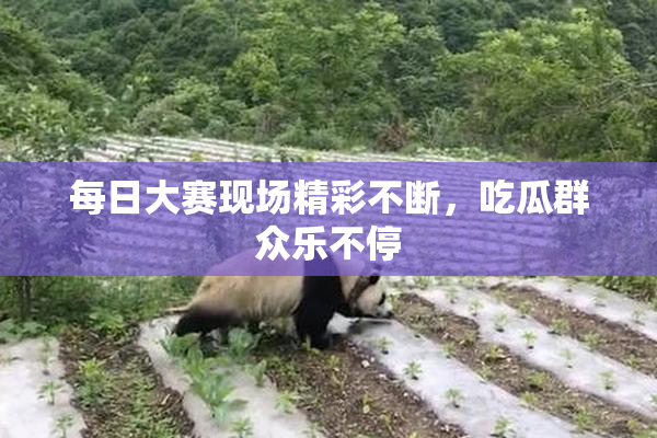 每日大赛现场精彩不断，吃瓜群众乐不停