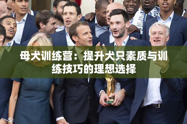 母犬训练营：提升犬只素质与训练技巧的理想选择
