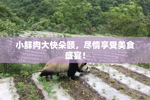 小鲜肉大快朵颐，尽情享受美食盛宴！