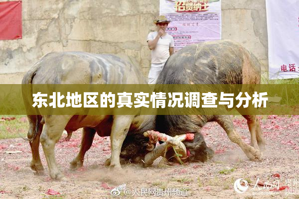东北地区的真实情况调查与分析