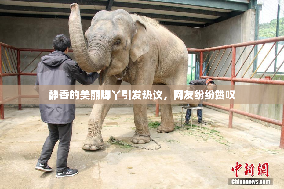 静香的美丽脚丫引发热议，网友纷纷赞叹
