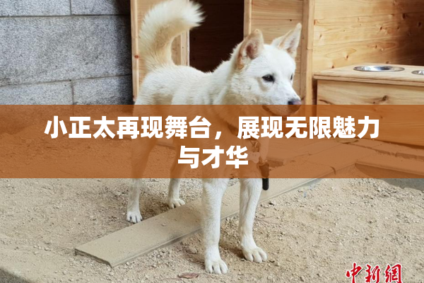 小正太再现舞台，展现无限魅力与才华