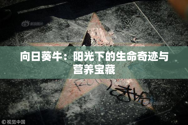 向日葵牛：阳光下的生命奇迹与营养宝藏