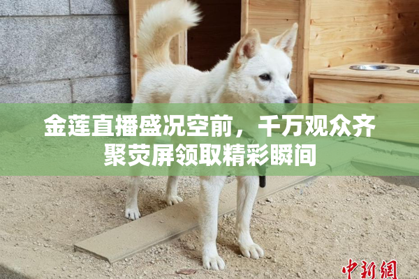金莲直播盛况空前，千万观众齐聚荧屏领取精彩瞬间