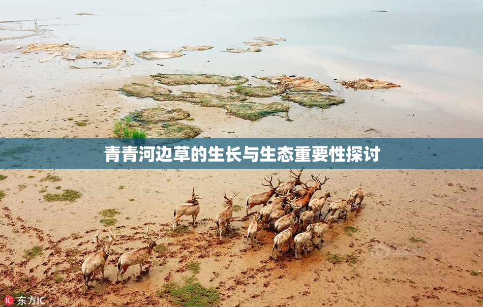 青青河边草的生长与生态重要性探讨