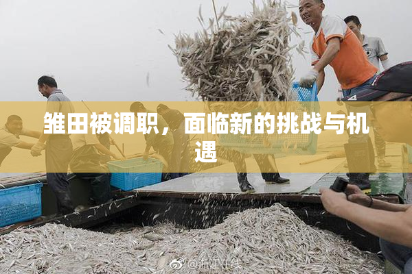 雏田被调职，面临新的挑战与机遇