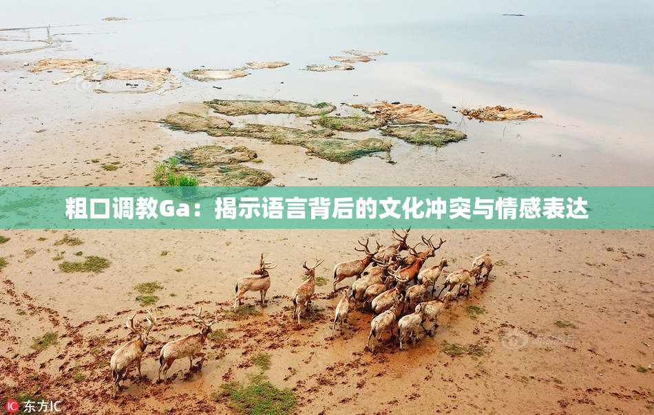 粗口调教Ga：揭示语言背后的文化冲突与情感表达