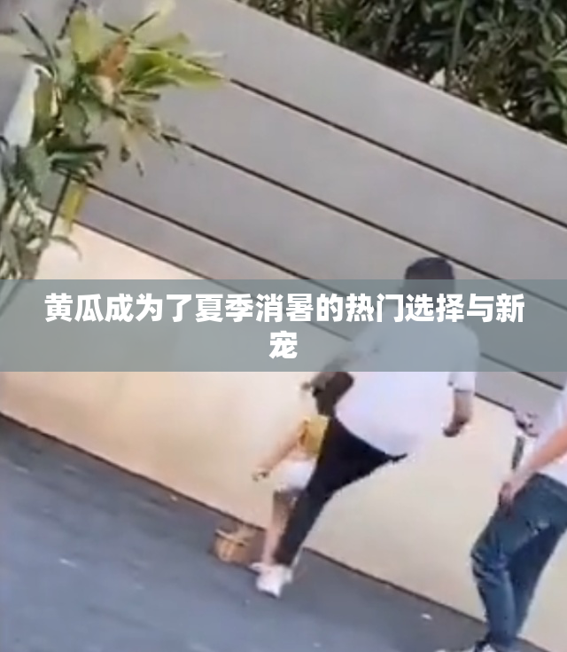 黄瓜成为了夏季消暑的热门选择与新宠