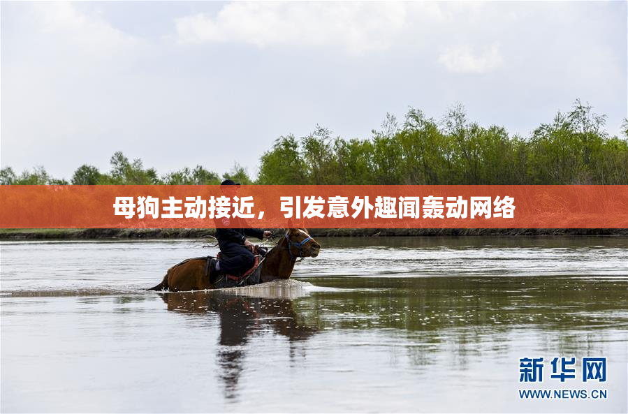 母狗主动接近，引发意外趣闻轰动网络