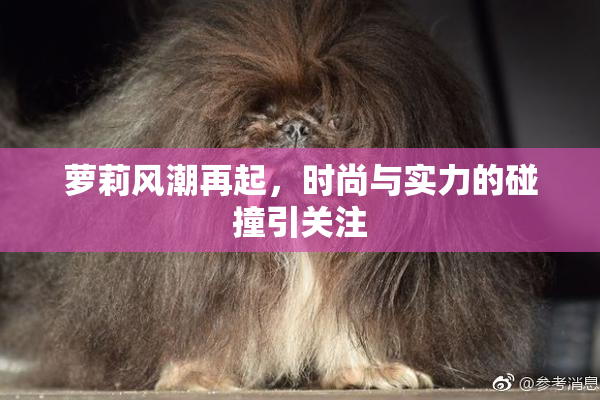 萝莉风潮再起，时尚与实力的碰撞引关注