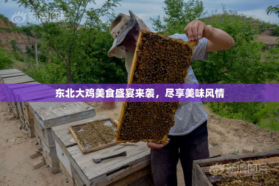 东北大鸡美食盛宴来袭，尽享美味风情
