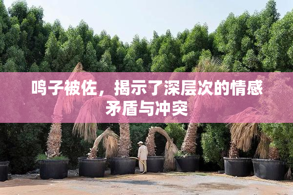 鸣子被佐，揭示了深层次的情感矛盾与冲突