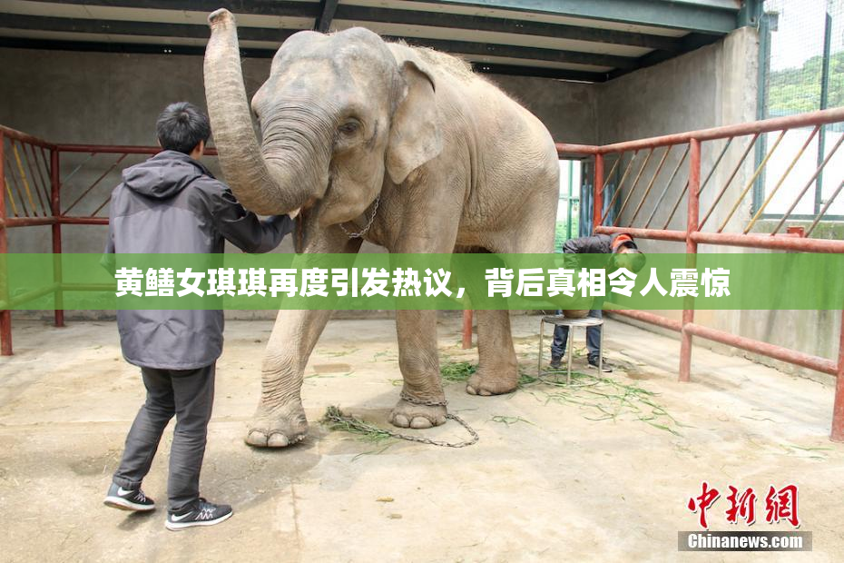 黄鳝女琪琪再度引发热议，背后真相令人震惊