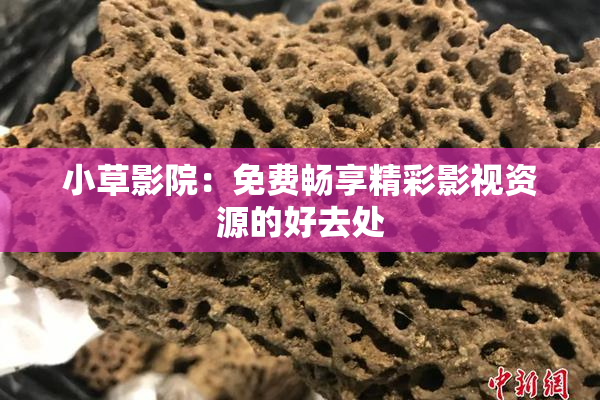小草影院：免费畅享精彩影视资源的好去处