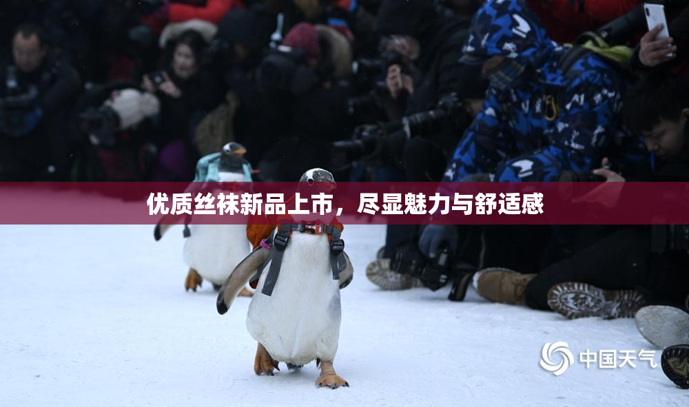 优质丝袜新品上市，尽显魅力与舒适感